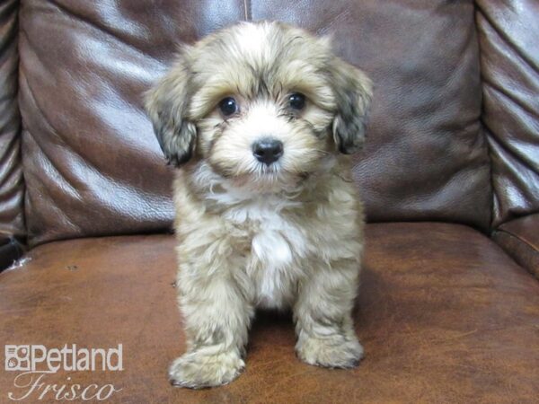 Poovanese DOG Male Black & Tan 25624 Petland Frisco, Texas