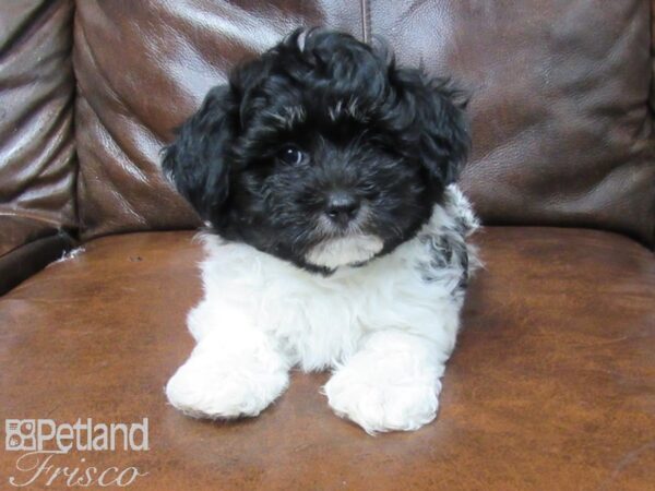 Havanese DOG Male Parti 25623 Petland Frisco, Texas