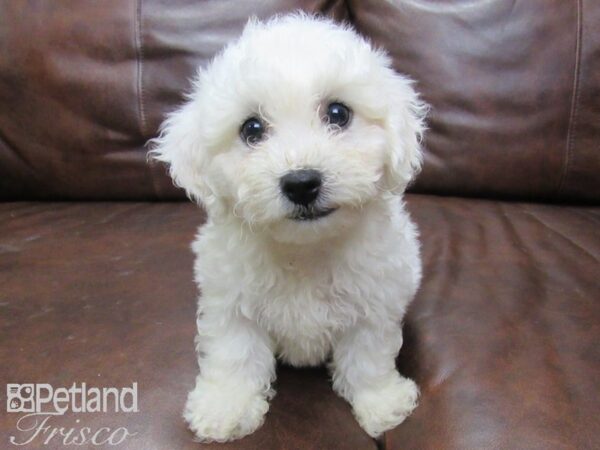 Bichon Frise-DOG-Male-White-25621-Petland Frisco & Mckinney, Texas