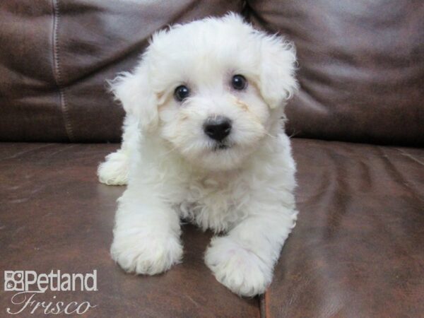 Bichon Frise-DOG-Male-White-25620-Petland Frisco & Mckinney, Texas