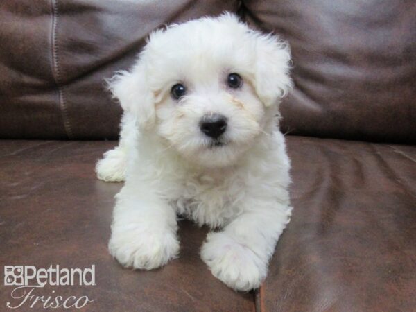 Bichon Frise-DOG-Male-White-25620-Petland Frisco, Texas