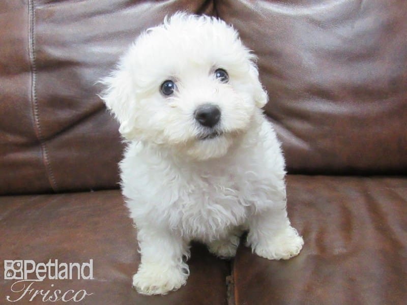 Bichon Frise-DOG-Female-White-2722851-Petland Frisco, Texas