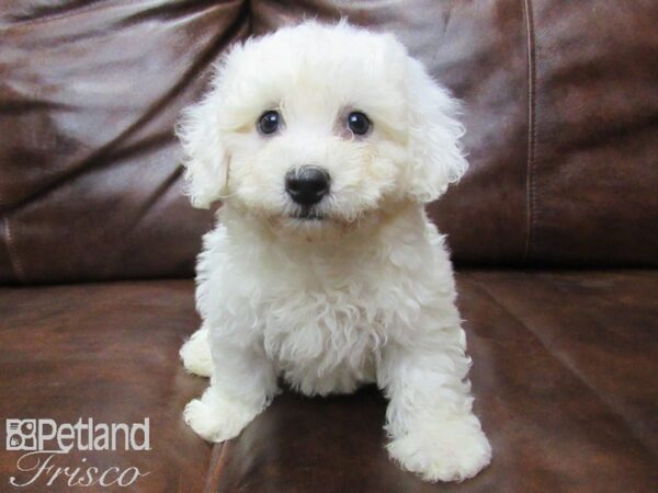 Bichon Frise DOG Male White 25618 Petland Frisco, Texas