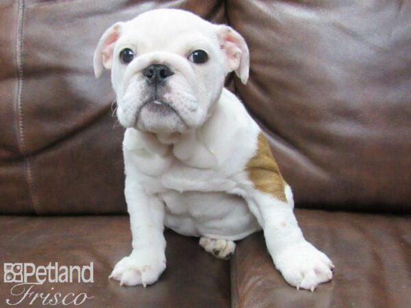 English Bulldog DOG Female Red & White 25600 Petland Frisco, Texas