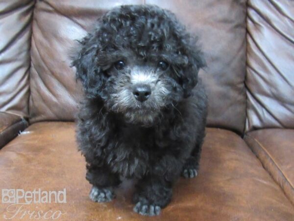 Miniature Poodle DOG Male Silver 25598 Petland Frisco, Texas