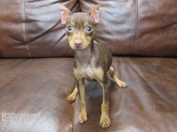 Miniature Pinscher DOG Female Chocolate and Tan 25597 Petland Frisco, Texas