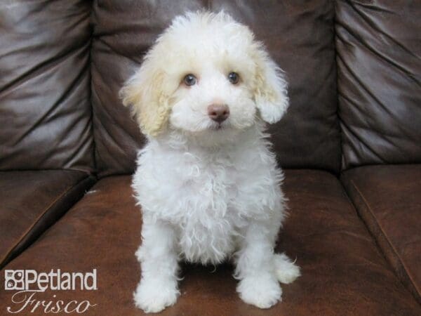 Miniature Poodle-DOG-Male-White & Apricot-25596-Petland Frisco, Texas