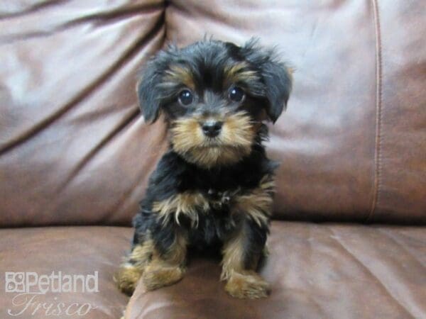 Yorkshire Terrier DOG Male Black and Tan 25595 Petland Frisco, Texas