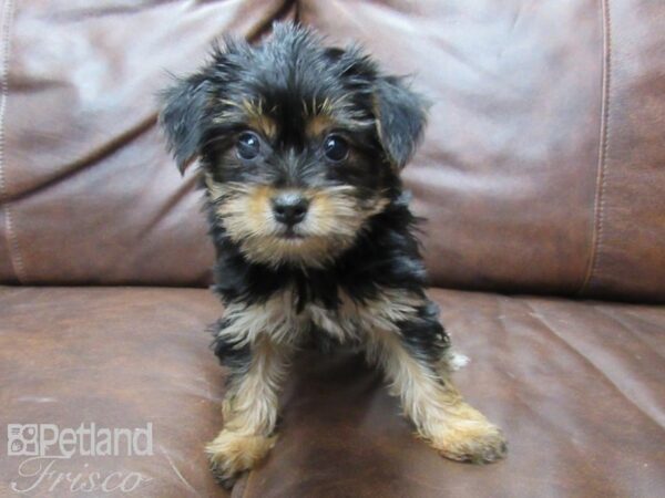 Yorkshire Terrier DOG Female Black and Tan 25594 Petland Frisco, Texas