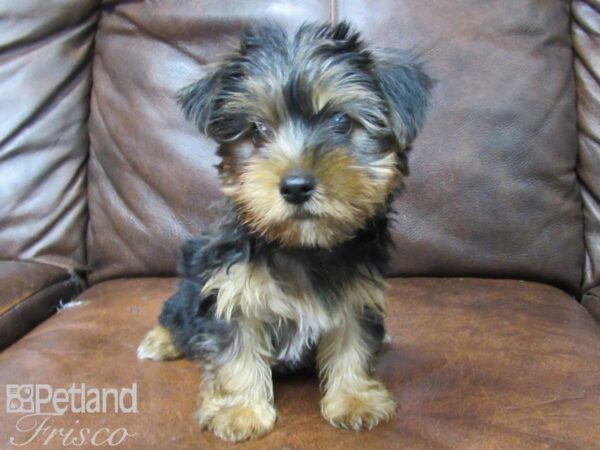 Yorkshire Terrier DOG Male Black Merle 25592 Petland Frisco, Texas