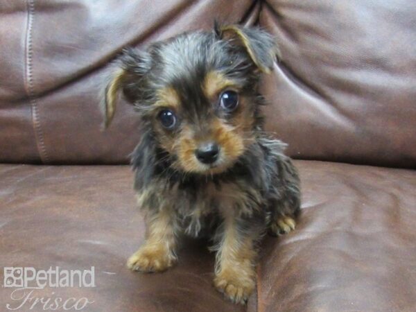 Yorkshire Terrier DOG Female Black Merle 25591 Petland Frisco, Texas