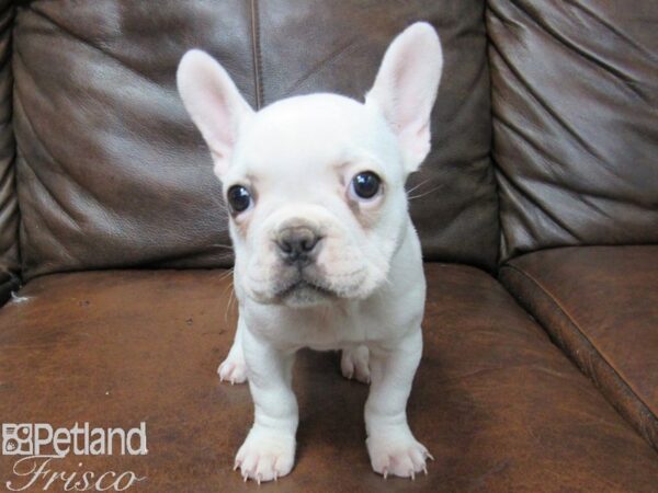 French Bulldog DOG Female Honey Pied 25611 Petland Frisco, Texas