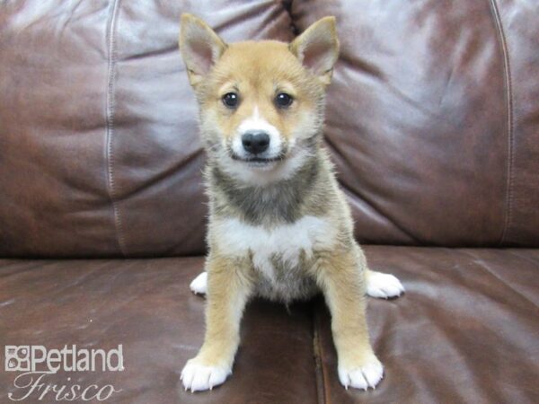 Shiba Inu DOG Male Red 25651 Petland Frisco, Texas