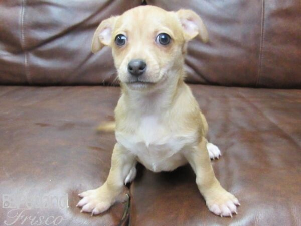 Chihuahua DOG Male Fawn 25613 Petland Frisco, Texas