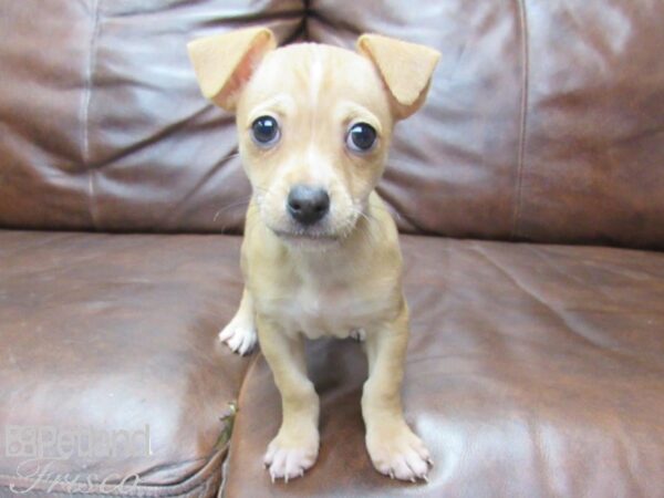 Chihuahua-DOG-Male-Fawn-25614-Petland Frisco & Mckinney, Texas