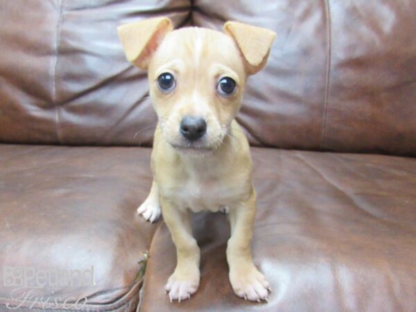 Chihuahua DOG Male Fawn 25614 Petland Frisco, Texas