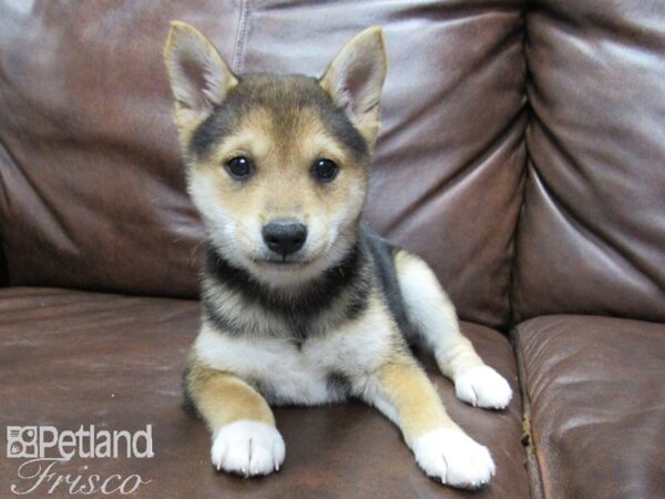 Shiba Inu-DOG-Female-TRI-25652-Petland Frisco & Mckinney, Texas
