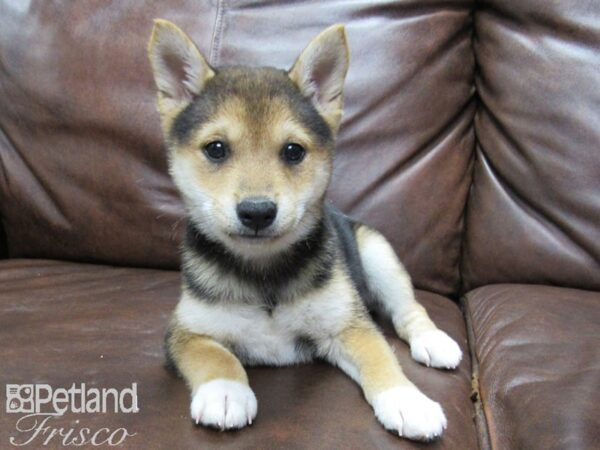 Shiba Inu-DOG-Female-TRI-25652-Petland Frisco, Texas