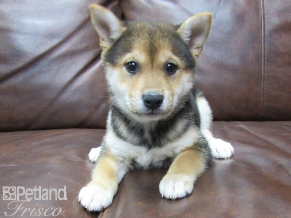 Shiba Inu-DOG-Female-TRI-25653-Petland Frisco & Mckinney, Texas