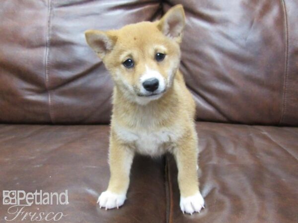 Shiba Inu DOG Female RED 25654 Petland Frisco, Texas