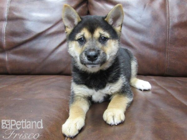 Shiba Inu-DOG-Male-TRI-25655-Petland Frisco & Mckinney, Texas
