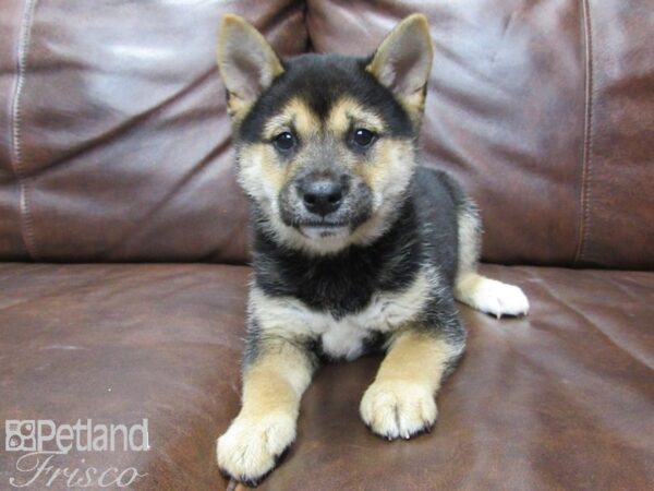 Shiba Inu DOG Male TRI 25655 Petland Frisco, Texas