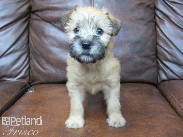 Soft Coated Wheaten Terrier-DOG-Male-Wheaten-25656-Petland Frisco, Texas