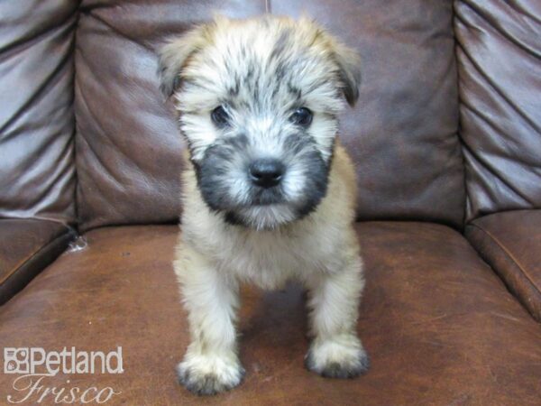 Soft Coated Wheaten Terrier-DOG-Male-Wheaten-25657-Petland Frisco & Mckinney, Texas