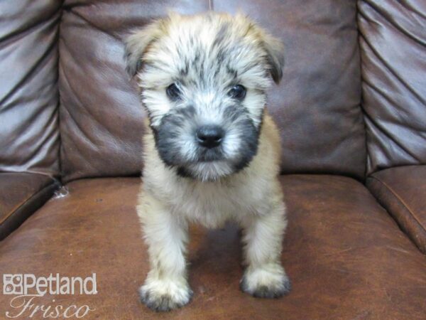 Soft Coated Wheaten Terrier DOG Male Wheaten 25657 Petland Frisco, Texas