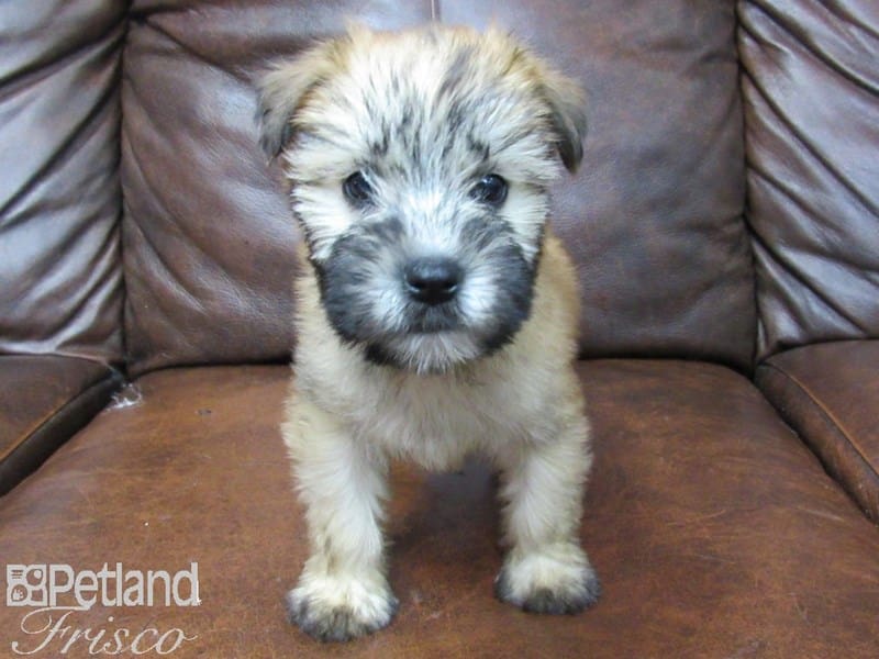 Soft Coated Wheaten Terrier-DOG-Male-Wheaten-2728476-Petland Frisco, Texas