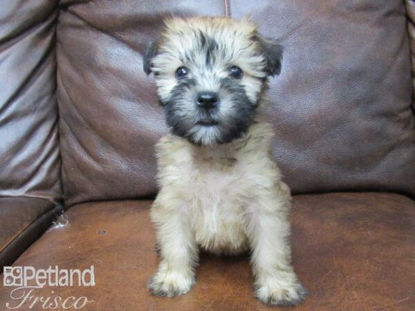 Soft Coated Wheaten Terrier-DOG-Female-Wheaten-25658-Petland Frisco & Mckinney, Texas