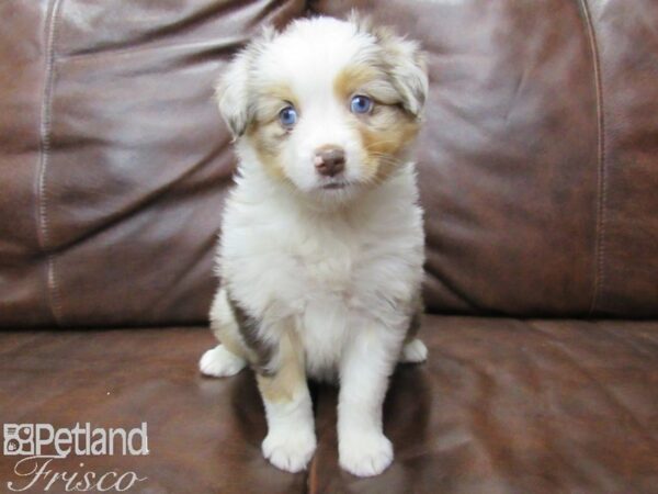 Miniature Australian Shepherd DOG Female MERLE 25659 Petland Frisco, Texas