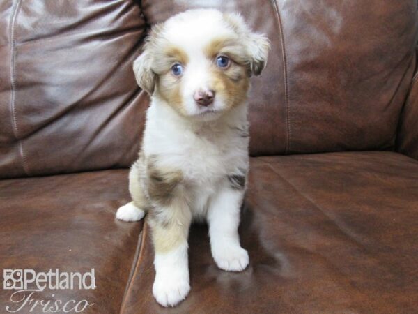 Miniature Australian Shepherd DOG Female MERLE 25660 Petland Frisco, Texas