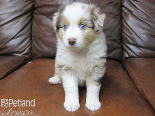 Miniature Australian Shepherd-DOG-Male-MERLE-25661-Petland Frisco & Mckinney, Texas