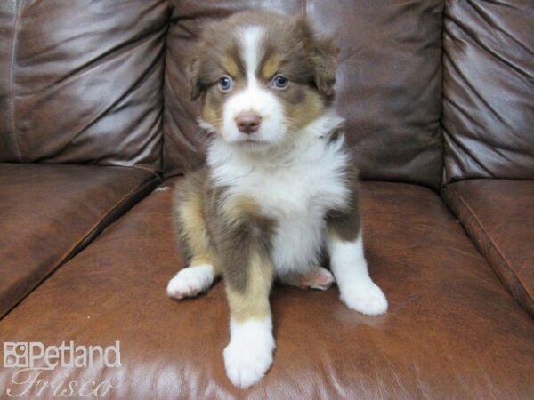 Miniature Australian Shepherd DOG Female CHOC TRI 25662 Petland Frisco, Texas