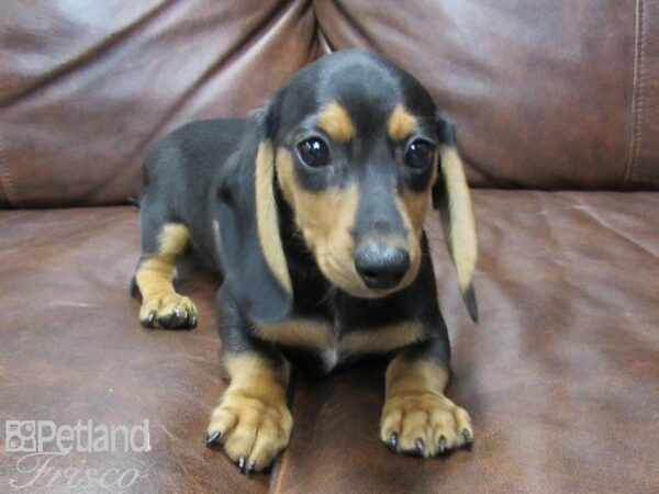 Miniature Dachshund DOG Female Black and Tan 25663 Petland Frisco, Texas