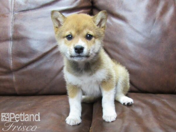 Shiba Inu DOG Female Red 25664 Petland Frisco, Texas