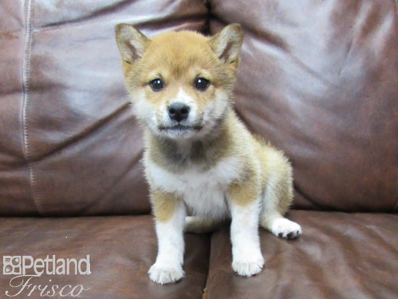 Shiba Inu-DOG-Female-Red-2727273-Petland Frisco, Texas