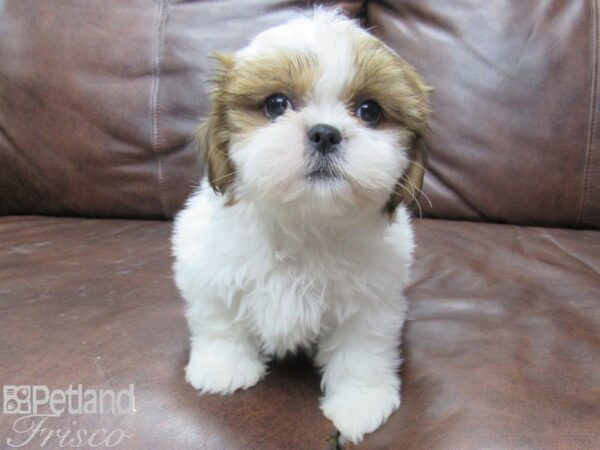 Shih Tzu-DOG-Female-BRDL WHT-25666-Petland Frisco & Mckinney, Texas