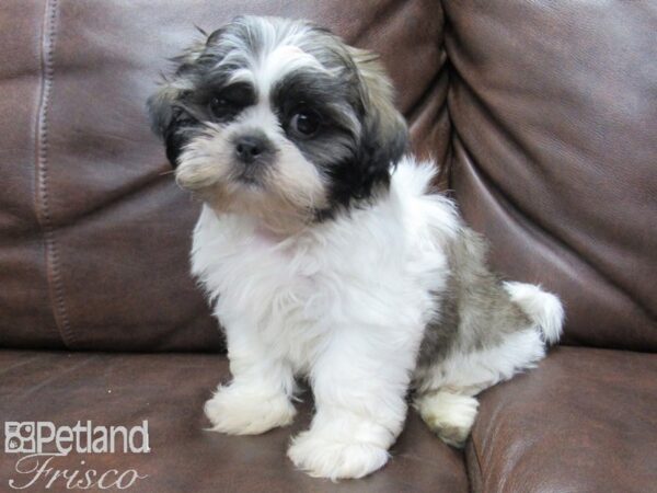 Shih Tzu DOG Male BRDL WHT 25667 Petland Frisco, Texas