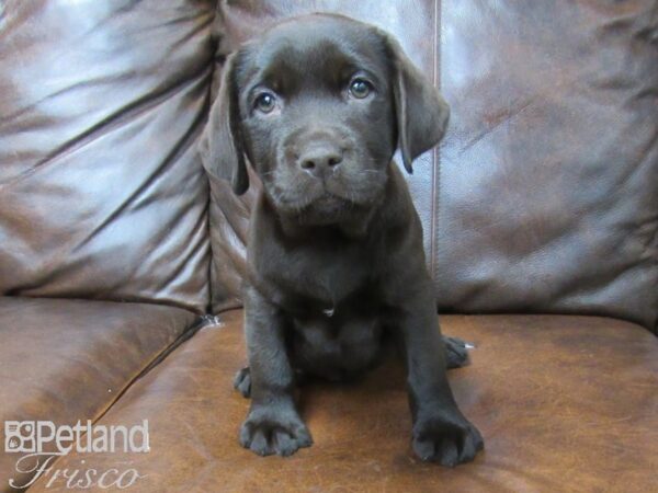 Labrador Retriever-DOG-Male-Choc-25669-Petland Frisco & Mckinney, Texas