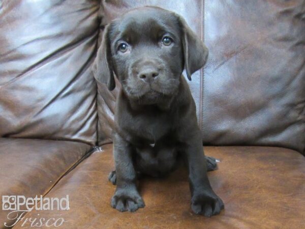 Labrador Retriever DOG Male Choc 25669 Petland Frisco, Texas