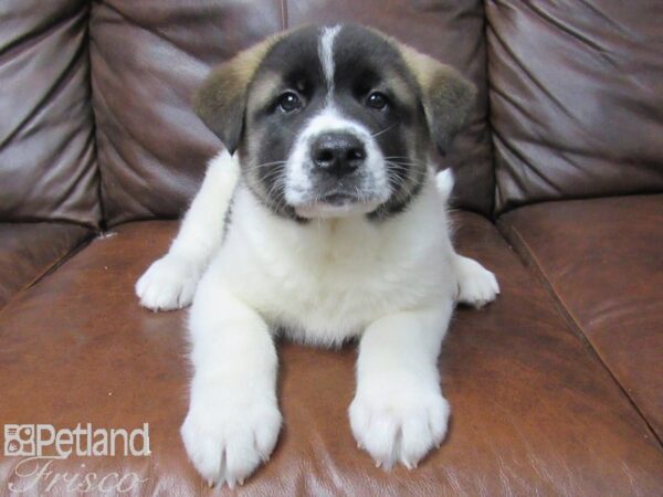 Akita-DOG-Male-WHT BRN-25670-Petland Frisco & Mckinney, Texas