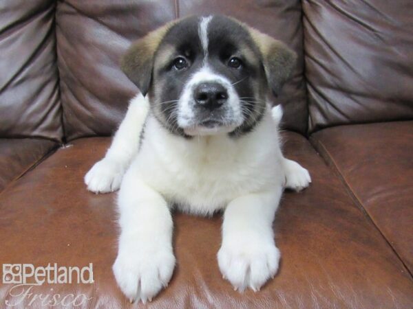 Akita DOG Male WHT BRN 25670 Petland Frisco, Texas