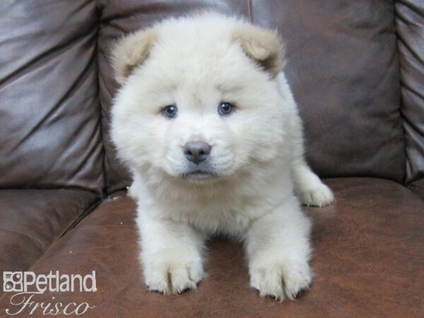 Chow Chow DOG Female CREAM 25671 Petland Frisco, Texas