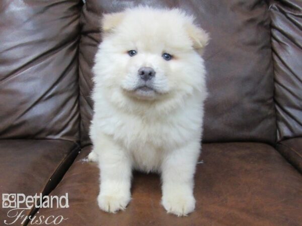 Chow Chow DOG Male CREAM 25672 Petland Frisco, Texas