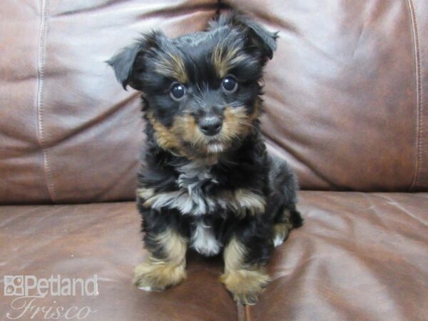 Silky Terrier DOG Male BLK TAN 25673 Petland Frisco, Texas