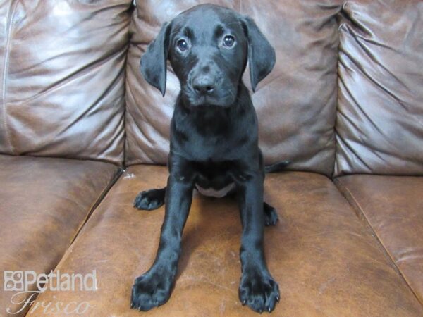 Labrador Retriever-DOG-Female-BLK-25676-Petland Frisco & Mckinney, Texas