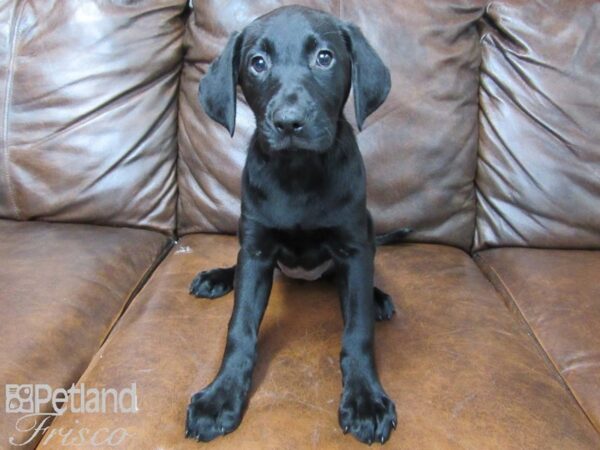 Labrador Retriever DOG Female BLK 25676 Petland Frisco, Texas