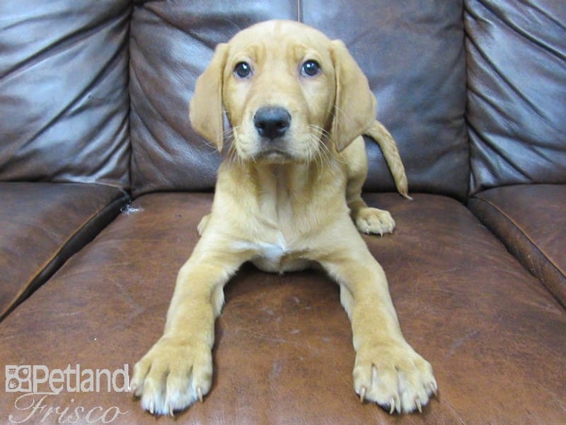 Labrador Retriever-DOG-Male-Yellow-2729670-Petland Frisco, Texas